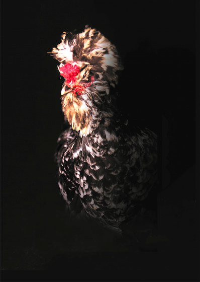 poule de Houdan 