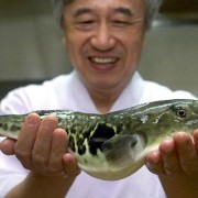 Le Fugu, entre mythe et réalité