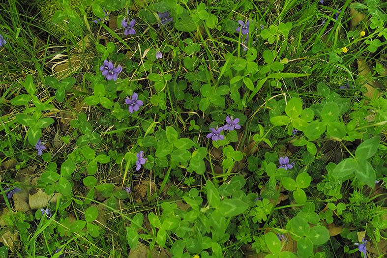 Les violettes de Guiraud.