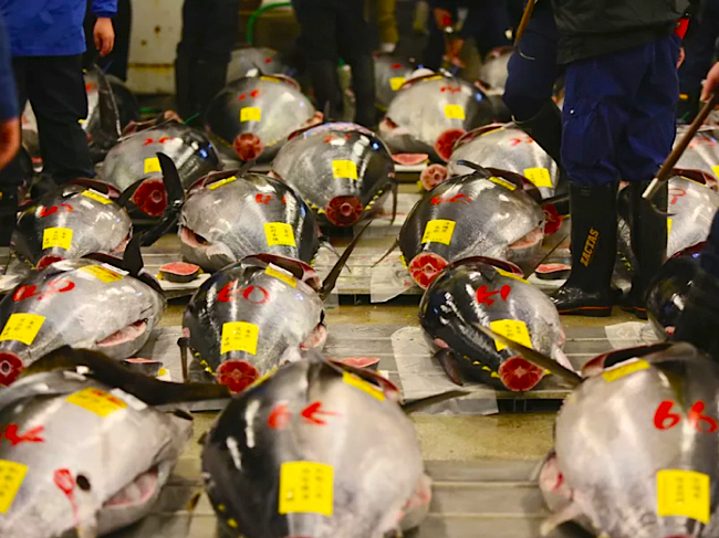 thon rouge japon