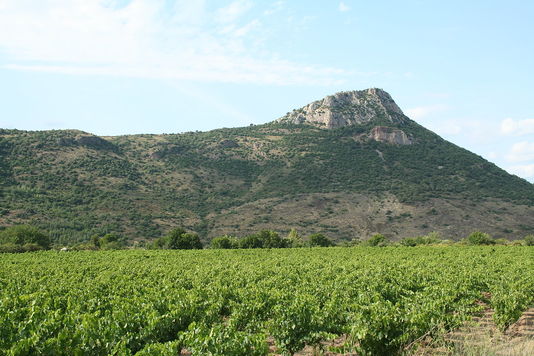 Vignoble dans le département de l'Hérault