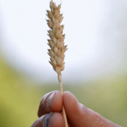 La Guerre des graines – Un choix entre l’abondance et la rareté –