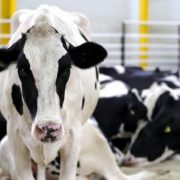Le Qatar a trouvé la solution pour disposer de lait et de viande !