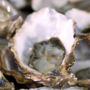 Des huîtres au goût de framboises … vous y croyez ?