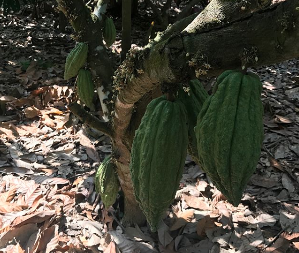 site de rencontre cacao