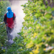 Près de 75 % des fruits et 41 % des légumes non bio portent des traces de pesticides