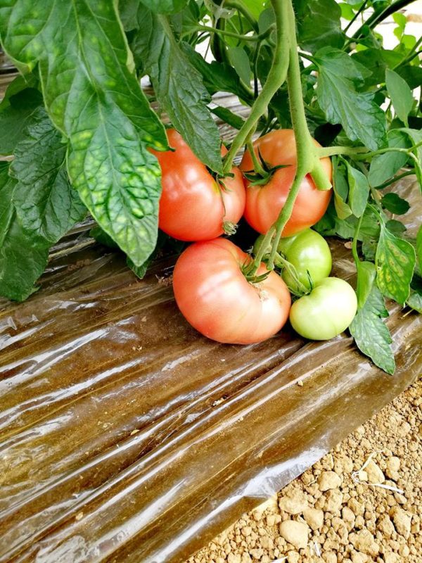 tomates bio provence