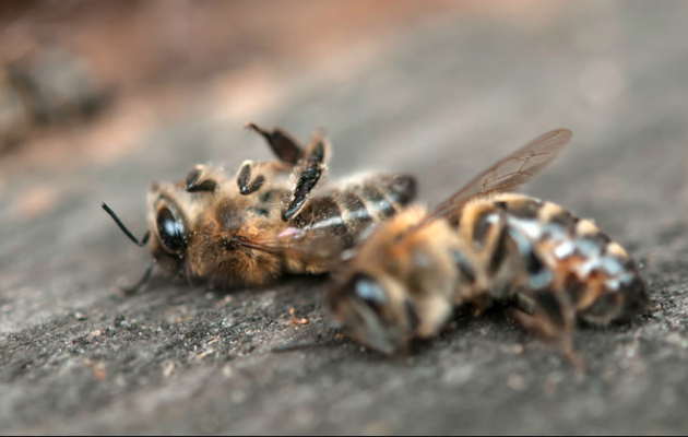abeilles role nature