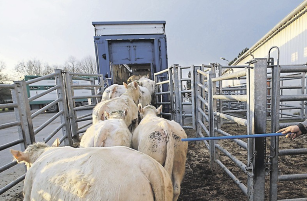 viande bovine francaise en chine