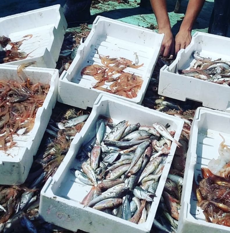 taux perte poissons