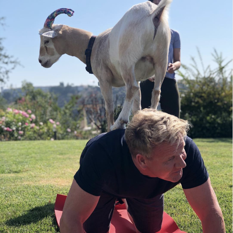 gordon ramsay