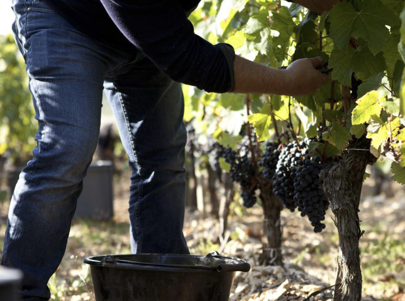 vendanges