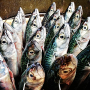 Gâchis – 35 % des poissons péchés ne parviennent pas jusqu’aux assiettes des consommateurs