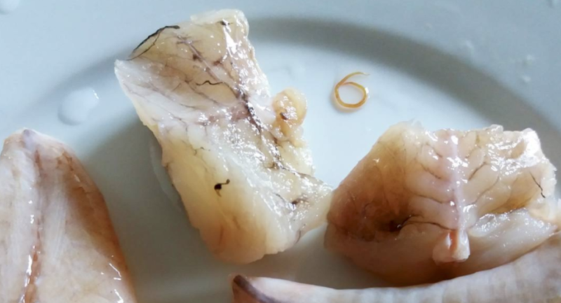 poisson cru conservation