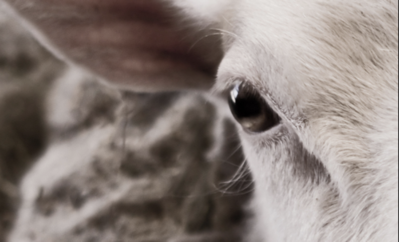 festival vegan annulé
