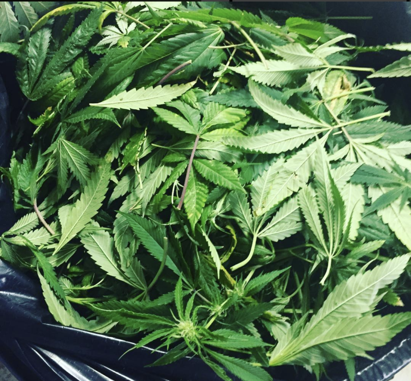 cannabis