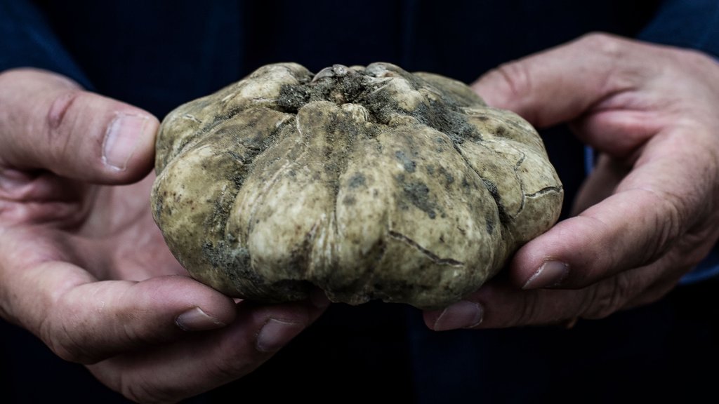 Une truffe blanche d'Alba vendue 85.000 euros, soit 100 euros le