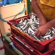 En Vendée, à Saint-Gilles-Croix-de-Vie la pêche à la sardine devient Patrimoine Culturel Immatériel
