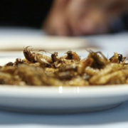 Insectes – L’option de consommer des insectes pour nourrir une partie de la planète mis à mal par l’agriculture intensive qui menace d’extinction de nombreuses espèces