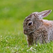 Les lapins de Garenne se font de plus en plus rares, un constat alarmant