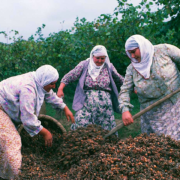 La triste réalité des récoltes de noisettes en Turquie – elles fournissent 70 % de la production mondiale