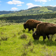 Megève – 19 Bisons en fuite de leur enclos abattus