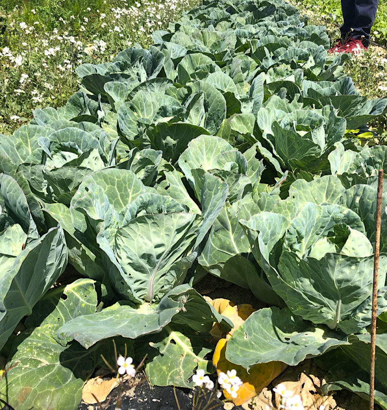 potager la chassagnette