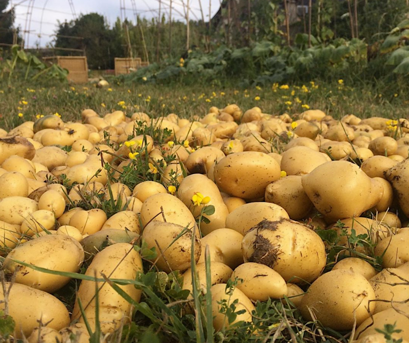 pomme de terre