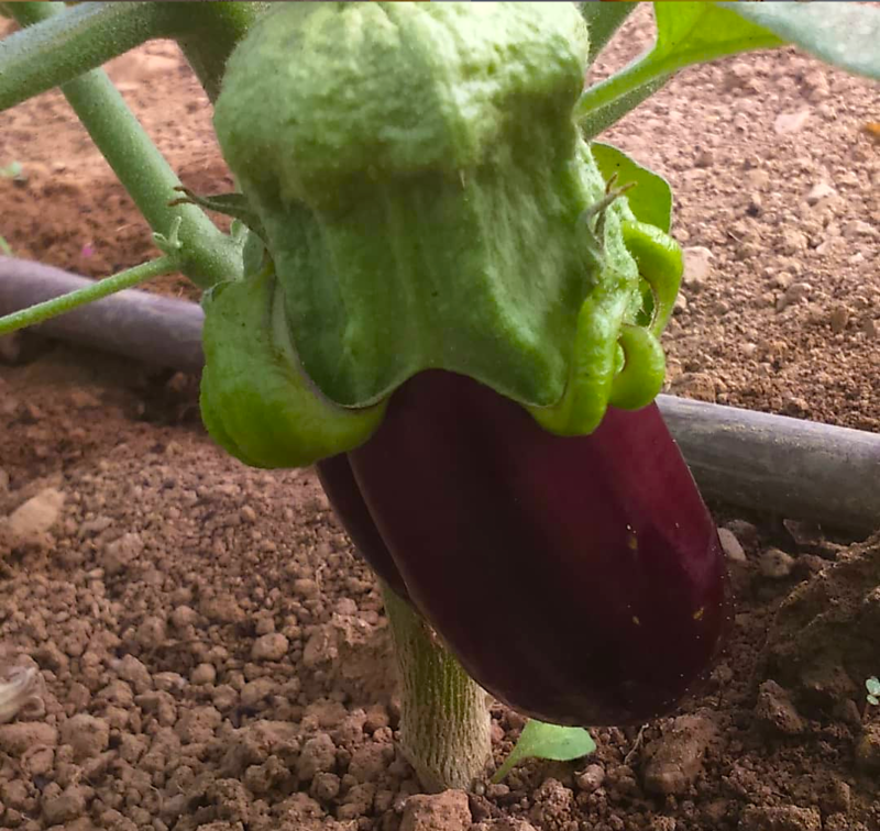 aubergine bio