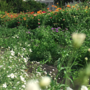 jardin potager