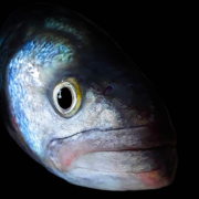 Ikejime ou l’art « de mourir vivant » pour le poisson au Japon – dans la douceur et en respectant l’animal