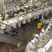 Dans la région de New York les travailleurs des usines de découpe de viande et volaille particulièrement touchés par le Covid