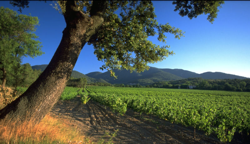 Toutes Les Terrasses Du Larzac Revue Vinicole Internationale Rvi