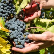 Vendanges aux domaines –  Rendez-vous dans les vignes du Domaine de Fontenille & du Château de Troplong Mondot