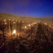 Des milliers de bougies impuissantes pour veiller sur les vignes et lutter contre le gel