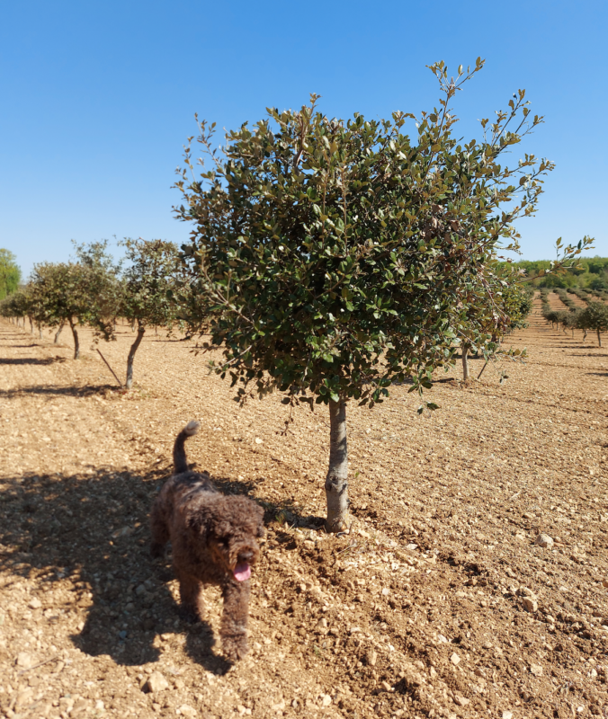 La truffe fraîche du Périgord est à maturité - Truffe Aléna