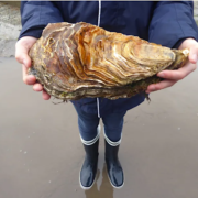 Carantec – Il récolte une huître âgée de 15 ans de 2,22 kg