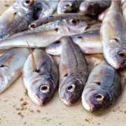 Pour répondre à la demande de produits de la mer, la France importe de l’étranger 66 % de poissons et crustacés