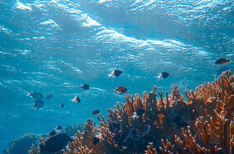 L’attribut alt de cette image est vide, son nom de fichier est Image-of-underwater-marine-life2C-fish-and-coral-in-the-ocean-800x526.jpg.