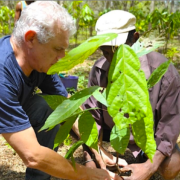 Le chocolatier François Pralus rêve de produire des fèves de cacao en France