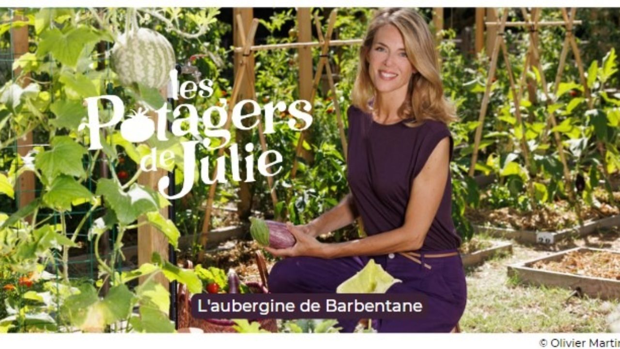 La courgette d'Ile-de-France  Les potagers de Julie - Julie Andrieu