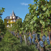 Un jour, des livres pour amateurs de vin, de champagne et d’histoire de domaines – « Château Les Carmes Haut-Brion »