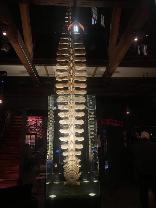 Une colonne vertébrale de baleine sous verre . c'est une reconstitution