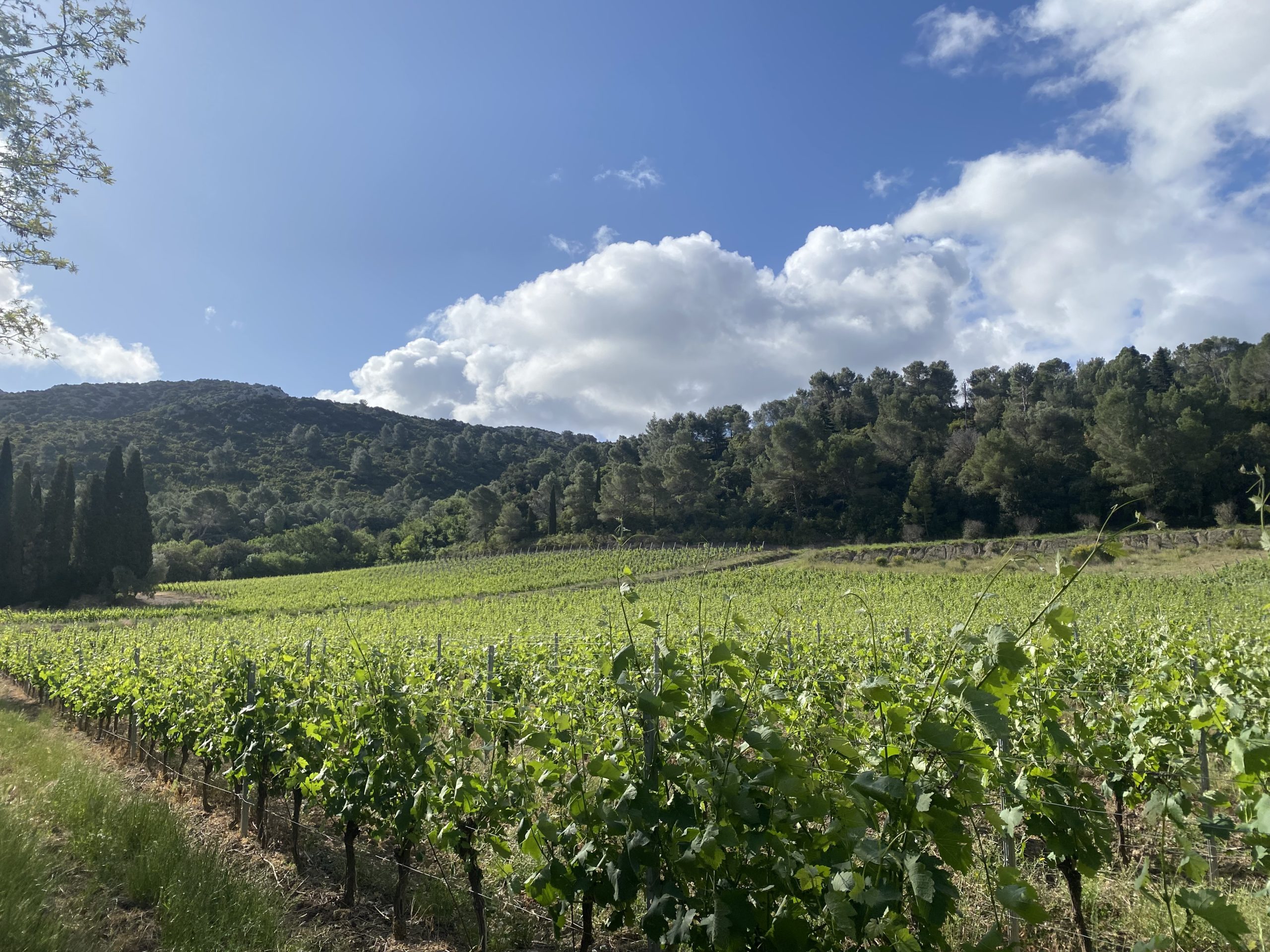 Un paysage de vignes et au fond une colline bien verte