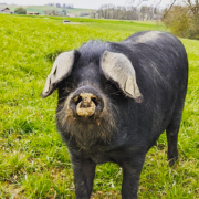 Dans les Pyrénées, le Porc Noir de Bigorre est devenu le fleuron  d’une race et d’un savoir-faire qui ont bien failli disparaître