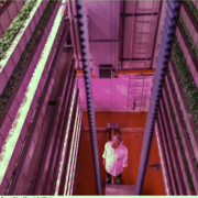 Jungle – Ferme verticale 2.0 – usine à plante de 14 m de haut – 500 fermes de ce type ont déjà éclos dans le monde