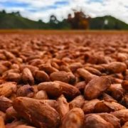 Le cours mondial du Cacao flambe, l’incidence dans vos paniers et sur votre table va rapidement être répercutée