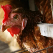 Aux Etats-Unis le mouvement pour l’utilisation des œufs de poules élevées en liberté prend de l’ampleur