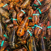 Le homard du Maine menacé par la pollution