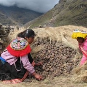 Pérou – Le pays de la pomme de terre, on dit même qu’il y a autant de jours dans un an que de sortes de pommes de terre